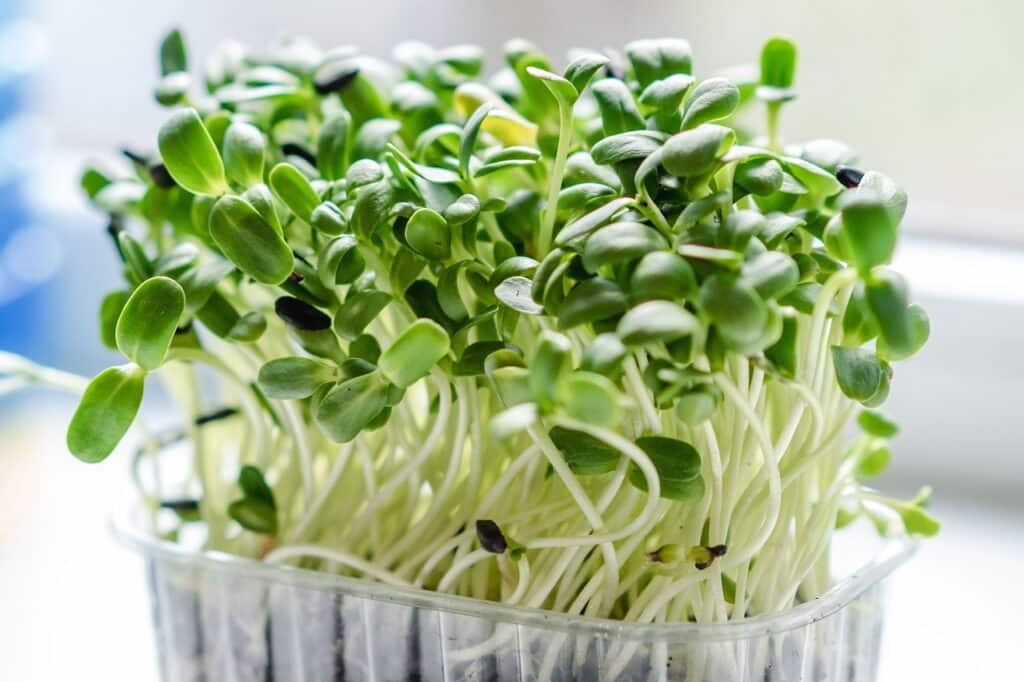 Growing Microgreens
