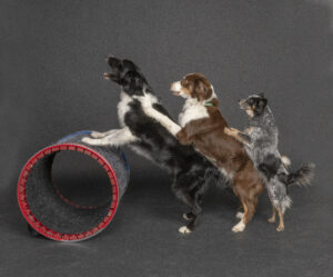 An image of 3 of the dogs from 'muts gone nuts' in a conga line. The largest dog is black and white with a long coat and is leaning with their front paws on a wheel. The next next dog is brown and white with a long coat and has their front paws on the shoulders of the black and white dog. The smallest dog has a shorter, bluish grey and black coat with some white spots. Their front paws are on the shoulders of the brown and white dog.