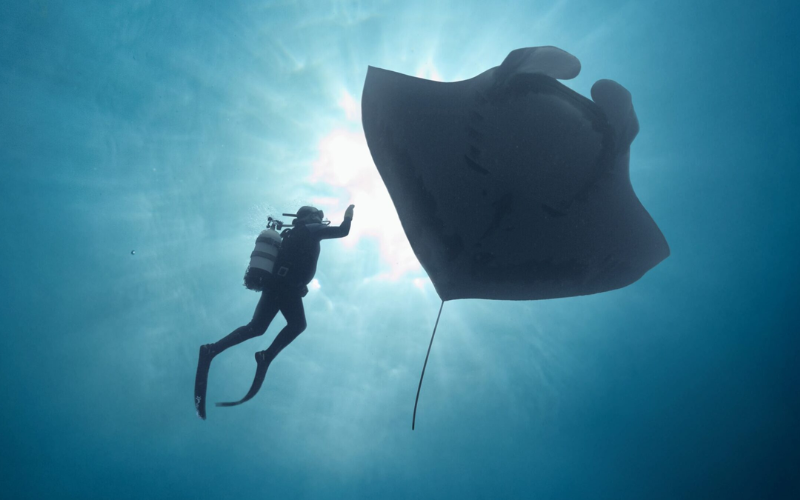 An image from the film 'The Last Dive'- The image is taken underwater: There is a person swimming in scuba gear near a very large stingray. The view of the camera is from below.