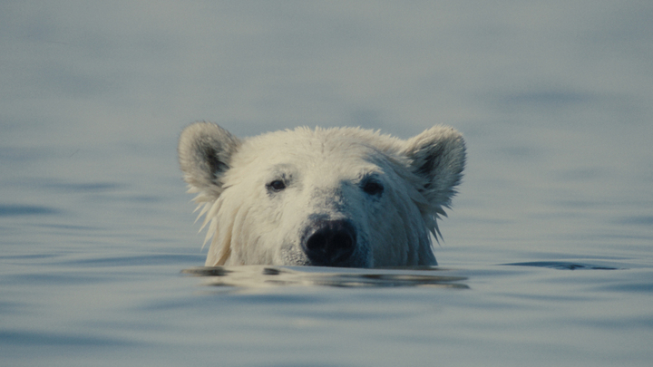 From the documentary film 'Nuisance Bear'- an image of a polar bear in water. The only visible part of the polar bear are it's nose, eyes and ears. The bear appears to be looking directly at the camera